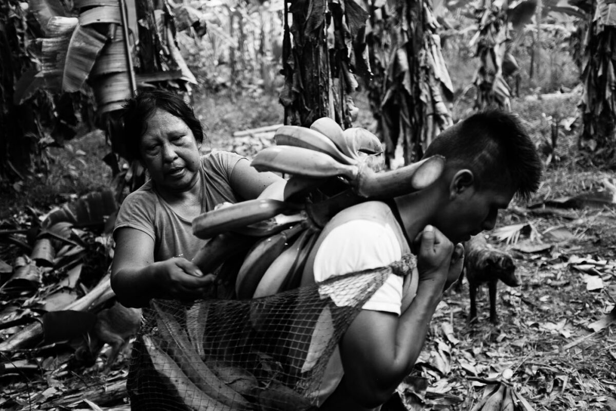Mother loading bananas from the rainforest on son's back