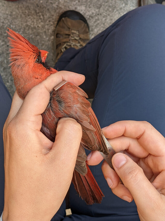 Someone holds a Cardinal