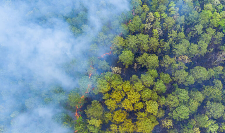 Smoke rises from a forest wildfire