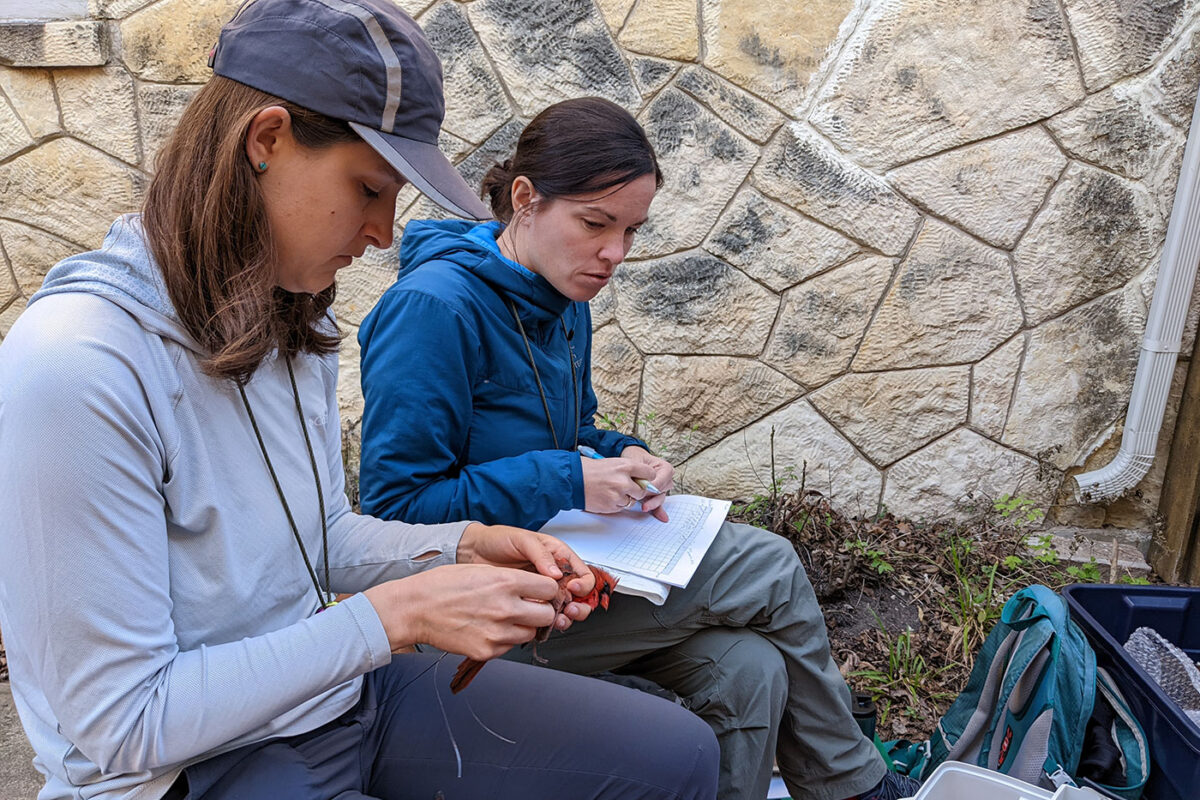 A woman in a grey hat holds a cardinal in her hands as she measures its wings. A woman beside her writes in a journal.