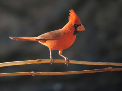 A cardinal perched on a tree branch