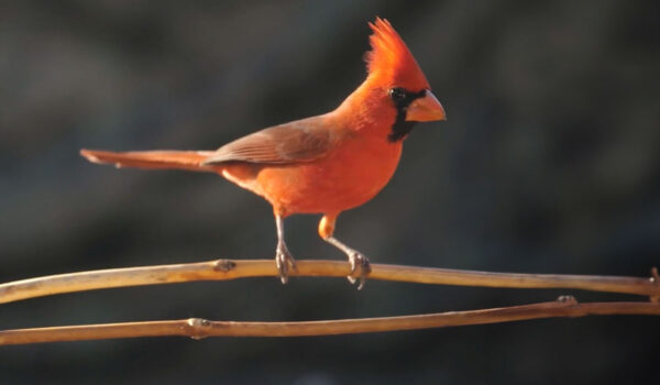 A cardinal perched on a tree branch