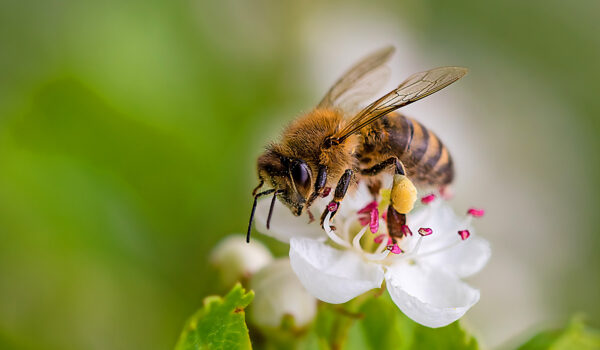A honey bee pollenates a flower